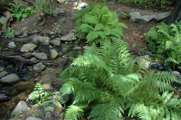 Soberanes Canyon 076.jpg